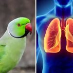 Parrot Fever : కలవరపెడుతున్న ప్యారెట్ ఫీవర్.. ఎలా వ్యాపిస్తుంది ? వ్యాధి లక్షణాలు, చికిత్స వివరాలు