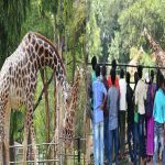 Rs. 5000 for Reels on Animals: జంతువులపై రీల్స్ చేయండి.. రూ. 5,000 బహుమతి పొందండి!