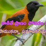 Hooded Pitohui: ఈ పక్షిని తాకితే ప్రాణం పోవడం ఖాయం.. నాగుపాముకన్నా ప్రమాదకరమైనది!
