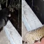 Leopard & Bear: అర్ధరాత్రి ఇంటిపైకి చిరుతపులి, ఎలుగుబంటి.. ఆ తర్వాత ఏం చేశాయంటే..?