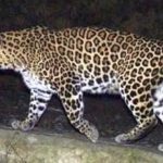 Leopard: శంషాబాద్ ఎయిర్ పోర్ట్‌లో చిరుత.. భయాందోళనలో సిబ్బంది