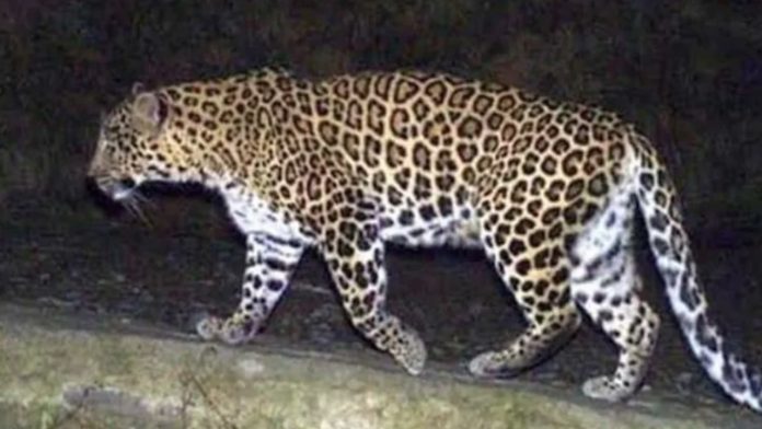 Leopard at Shamshabad