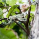 Which Plants Does Snake Likes: ఈ ఆరు మొక్కలు మీ ఇంట్లో ఉన్నాయా..? ఎంత డేంజరో తెలుసా..?
