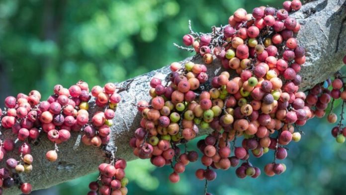 Cluster Fig Tree Benefits