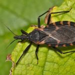 Chagas Disease : బీ కేర్ ఫుల్.. ఈ పురుగు మీ గుండెను తీనేస్తుంది!