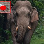 Two Farmers Died in Elephant Attack: కొమురం భీం జిల్లాలో ఏనుగు బీభత్సం.. 24 గంటల్లో ఇద్దరు రైతులు మృతి