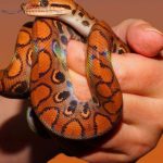 Best Pet Snakes : ఈ పాములు చిన్నపిల్లాడితో సమానం.. ఎందుకంటే!