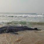Whale in Beach : వాడపాలెం బీచ్ లో భారీ తిమింగలం