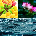Auspicious Dreams: కలలో ఈ 5 వస్తువులు కనిపిస్తే.. మీకు ఇక తిరుగుండదు..?