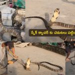 20 Feet Deadly King Cobra: పెరట్లో భారీ కింగ్ కోబ్రా.. స్నాక్ క్యాచర్  కి చెమటలు పట్టించేసిందిగా!