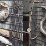 King Cobra Viral Video: చెమటలు పట్టించే వీడియో.. ఫ్రిడ్జ్‌లో దూరిన నాగుపాము.. చివరకు!