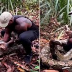 Python Attacked Man: 14 అడుగుల అనకొండతో వ్యక్తి ఫైటింగ్.. గుండె హడలేత్తిస్తున్న వీడియో!
