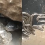 35 Snakes in Bathroom: రోమాలు నిక్కబోడుచుకునే వీడియో.. బాత్రూమ్‌లో 35 పాములు.. వణికిపోయిన జనాలు