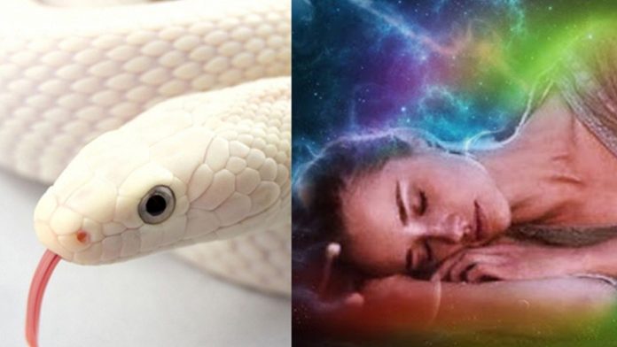 Snake Dream Meaning