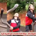 Giant King Cobra: భారీ కింగ్ కోబ్రా.. వాయువేగంతో కాటేయటానికి వచ్చిన కోబ్రా.. ప్రాణాలకు తెగించి ఎలా పట్టుకున్నాడో చూడండి