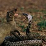 Cobra – Mongoose Fighting: పాము – ముంగీసుల పోరాటం.. ఎవరిదీ పై చెయ్!