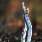 Snakes Romance in Cool Weather: సర్పాల సయ్యాట.. చల్లని వాతావరణంలో పాముల రోమాన్స్.. లోకాన్ని మరచి..!
