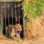 Operation Chirutha @ Shamshabad: 5 బోన్లు, 25 ట్రాప్ కెమెరాలు.. ఆపరేషన్ చిరుత సక్సెస్!