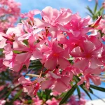 Oleander Flowers Ban: ఆలయాల్లో ఎర్రగన్నేరు పూలపై నిషేధం.. ఎందుకంటే..?