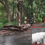 Biker Dead in Sameerpet : హైదరాబాద్ లో భారీ వర్షం.. ఒకరు మృతి