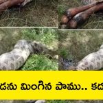 Python Swallows Big Calf: భారీ దూడను మింగిన కొండచిలువ.. ఇంత చిన్న పైథాన్ అంత పెద్ద దూడను ఎలా మింగేసిందబ్బ..?