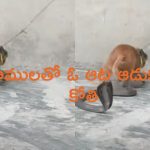 Monkey Playing with Dangerous Snakes: భయంకర పాములతో కోతి పరాచకాలు.. కాటేసిన కుడా వదలకుండా.. మాములు టెన్షన్ కాదు భయ్యో