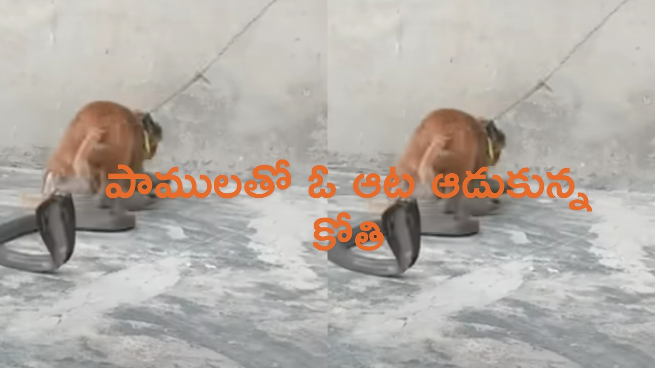 Jyeshtha Month 2024: జ్యేష్ట మాసం ప్రారంభం.. ఈ సాధారణ పరిహారాలు చేస్తే అద్భుతమైన ఫలితాలు లభిస్తాయి!