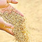 Telangana Paddy Seeds Issue: విత్తన రాజకీయం వాస్తవం ఏంటి!?
