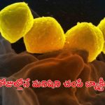 Flesh-Eating Bacteria: జపాన్‌లో భయంకరమైన బ్యాక్టీరియా.. కేవలం రెండు రోజుల్లోనే మనిషిని..