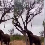 Viral Video: ఏనుగా మజాకా.. ఒక్కసారి దాని బలం చూస్తే మైండ్ బ్లాక్ అవుతుంది