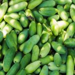 Benefits Of Ivy Gourd: దొండకాయను తింటే ఏమవుతుంది.. ఆరోగ్యానికి మంచిదేనా కాదా..
