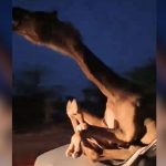 Viral Video: ఒంటెను ఢీకొన్న కారు.. పాపం ఎటూ కదల్లేని పరిస్థితిలో ?