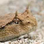 Snake Viral Video: కొమ్ముల పాము.. చూస్తే ఆశ్చర్యపోతారు.. వీడియో వైరల్!