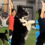 Viral Video: కుక్క యోగా చేయడం ఎప్పుడైనా చూశారా.. ?