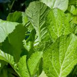 Mustard Leaves: ఆవాల ఆకుకూరను ఎప్పుడైనా తిన్నారా.. ఎన్ని ప్రయోజనాలు ఉంటాయో తెలిస్తే షాక్ అవుతారు..