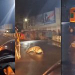 Crocodile Halchal at busy road: మహారాష్ట్రలో భారీ వర్షాలు, రోడ్డుపైకి మొసలి, కొట్టుకుపోయిన ఫ్యామిలీ