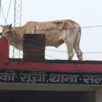 Bull on Police Station Roof: పోలీస్ చౌక్ పైకప్పుపైకి ఎక్కిన ఎద్దు.. నెట్టింట వీడియో వైరల్!