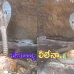 Snake in Srisailam: శ్రీశైలంలో శివలింగానికి చుట్టుకున్న నాగుపాము.. శివయ్య లీలేనా..