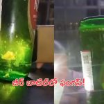 Fungus in beer bottle: బీర్ బాటిల్‌లో ఫంగస్.. వీడియో వైరల్