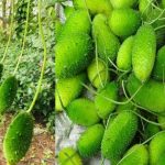 Boda Kakarakaya: వర్షాకాలంలో దొరికే బోడ కాకరకాయతో ఆరోగ్యానికి నమ్మలేని ప్రయోజనాలు..