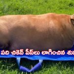 Viral: పెంపుడు కుక్కకు ఊబకాయం.. యజమానికి జైలు శిక్ష