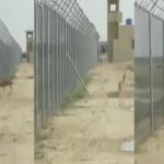 Viral Video: బోర్డర్‌లో భారత్ – పాక్ జింకల పోరాటం.. వీడియో వైరల్