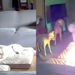 Viral Video: ప్రేమగా పెంచుకున్న కుక్కలే ఇంట్లో నిప్పు పెట్టాయి.. వైరల్ వీడియో