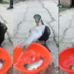 Viral Video: ఈ పక్షిది కడుపా చెరువా.. ? 4 చేపలను క్షణాల్లో అలా తినేసింది ఏంటి