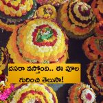 Importance of Tangedu flowers: ఈ పూలు లేనిదే దసరా లేదుగా.. అనుబంధాలను చాటి చెప్పిన పూల హిస్టరీ ఇదే