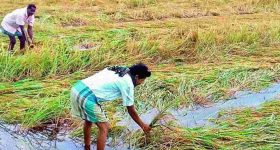 People Died due to Rain: ఏ ఏ జిల్లాలపై వర్ష ప్రభావం ఎక్కువగా పడింది..? ఇప్పటివరకు ఎంతమంది చనిపోయారంటే..??