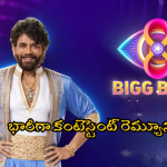Bigg Boss 8 Telugu: బిగ్ బాస్ సీజన్ 8లో కంటెస్టెంట్స్ రెమ్యూనరేషన్ ఎంతో తెలుసా? ఆ హాట్ బ్యూటీకే హయ్యెస్ట్!