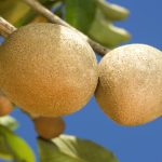 Sapota Fruit Benefits: సపోటా పండును తింటే శరీరానికి బోలెడు లాభాలు