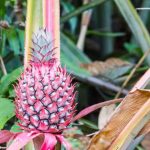 Pink Pineapple: పింక్ పైనాపిల్ ఎప్పుడైనా తిన్నారా..? ప్రయోజనాలో తెలిస్తే అస్సలు వదలరు