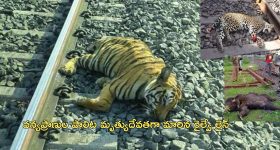 Ratapani Wildlife Sanctuary: 7 పులులు, 14 చిరుత పులులు, 1 ఎలుగుబంటి మృతి.. 'అంతా రైల్వే శాఖ తప్పిదమే'